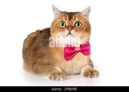 British shorthair cat in bow tie lying down  on white background. Isolated pet portrait Stock Photo