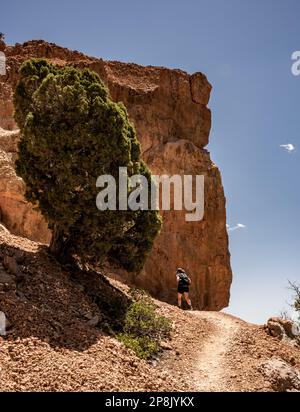 Orange Boulder Looms Over Trail as it Bends around Corner under the Bryce Canyon rim Stock Photo