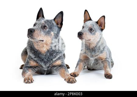 Two blue heeler or australian cattle dogs, adult and puppy, lying down together isolated on white background. Stock Photo