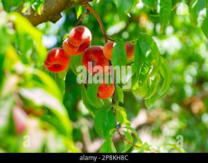 Ripe organic flat peaches growing on tree Stock Photo