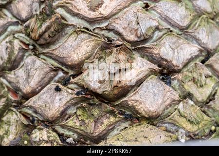 Eastern Cape Giant Cycad At Amsterdam The Netherlands 28-10-2022 Stock Photo