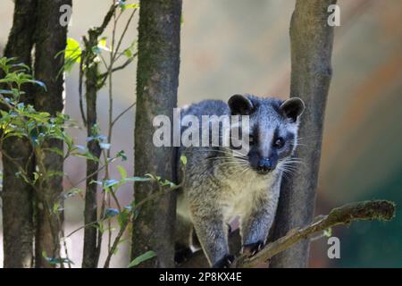 Himalayan Palm Civet, Masked Palm Civet, Paguma larvata, Sikkim, India Stock Photo