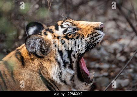 Tiger, Panthera tigris, close up portrait of the animal's head and face. The tiger cub has mouth open. Ranthambore National Park, Rajasthan, India Stock Photo