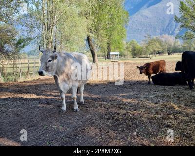 different colored cows in a farm surrounded by trees and a mountain in the distance Stock Photo