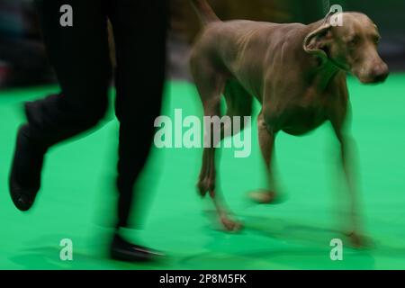 National 2024 weimaraner day