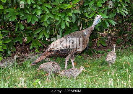 Eastern wild turkey hen with 6 4-6 week old poults in grassy front yard of residential neighborhood. Stock Photo