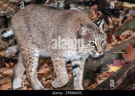 Bobcat walking 45 degrees to camera, medium shot. Stock Photo