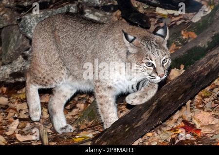 Bobcat on the prowl. Stock Photo