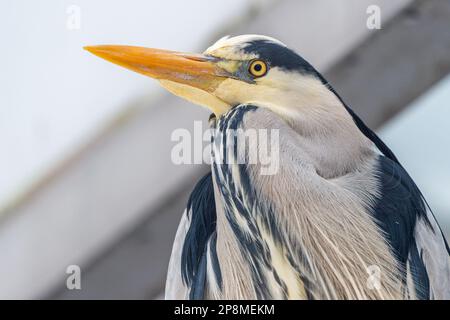 Schull, West Cork, Ireland. 9th Mar, 2023. A Grey Heron (Ardea Cinerea) stands on top of a van waiting for food at Schull Fish Shop. Credit: AG News/Alamy Live News Stock Photo