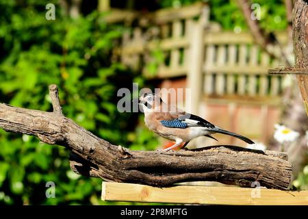 Jays nest hi-res stock photography and images - Alamy