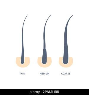 Hair thickness types in skin cross-section diagram Stock Vector