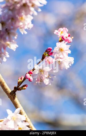 Close up of Cherry blossom flowering in February in North Berwick, Scotland Stock Photo