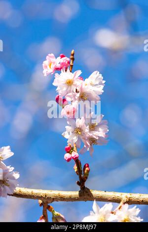 Close up of Cherry blossom flowering in February in North Berwick, Scotland Stock Photo
