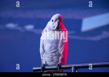 A white cockatoo (Cacatua alba), umbrella cockatoo parrot bird in front of a blue screen in a room in captivity. Stock Photo