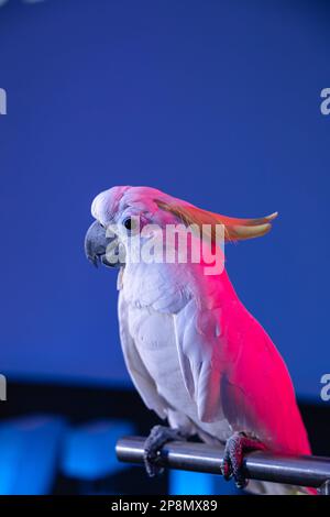 A white cockatoo (Cacatua alba), umbrella cockatoo parrot bird in front of a blue screen in a room in captivity. Stock Photo