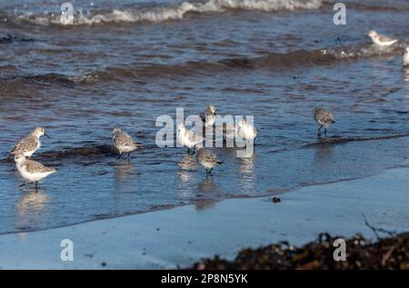 The sanderling (Calidris alba) is a small wading bird, seen here on the shore in North Berwick, Scotland Stock Photo