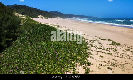 Cape Vidal, South Africa - 14 January 2023: people on the beach of Cape Vidal in Isimangaliso park, South Africa Stock Photo