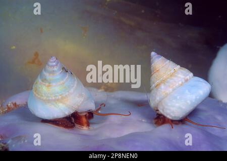Calliostoma laugieri, Mollusca, Trochidae, unusual albino specimens on a sponge .Sardegna,  (Sardinia), Italy (Mediterranean sea) Rari esemplari albin Stock Photo