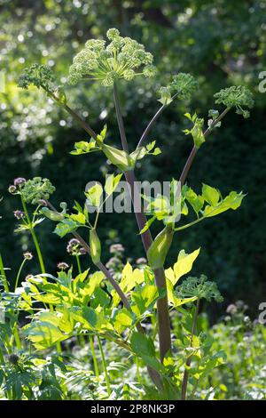 Arznei-Engelwurz, Echte Engelwurz, Angelica archangelica, Archangel, Garden Angelica, Holy Ghost, Wild Celery, Norwegian angelica, L’angélique vraie, Stock Photo