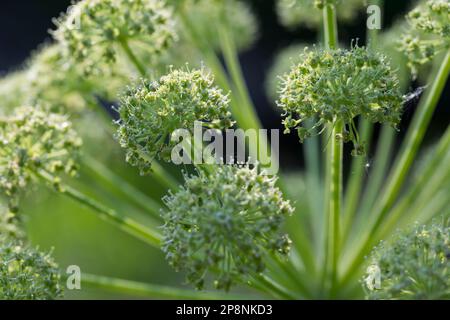 Arznei-Engelwurz, Echte Engelwurz, Angelica archangelica, Archangel, Garden Angelica, Holy Ghost, Wild Celery, Norwegian angelica, L’angélique vraie, Stock Photo