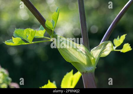 Arznei-Engelwurz, Echte Engelwurz, Angelica archangelica, Archangel, Garden Angelica, Holy Ghost, Wild Celery, Norwegian angelica, L’angélique vraie, Stock Photo