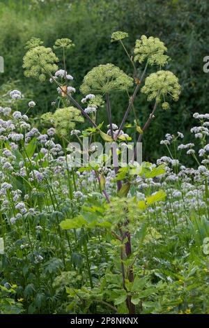 Arznei-Engelwurz, Echte Engelwurz, Angelica archangelica, Archangel, Garden Angelica, Holy Ghost, Wild Celery, Norwegian angelica, L’angélique vraie, Stock Photo