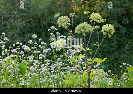 Arznei-Engelwurz, Echte Engelwurz, Angelica archangelica, Archangel, Garden Angelica, Holy Ghost, Wild Celery, Norwegian angelica, L’angélique vraie, Stock Photo