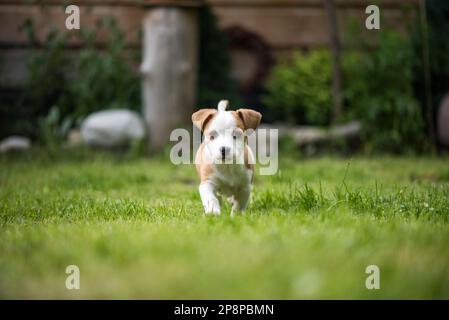 Playing with Cute Puppy Stock Photo