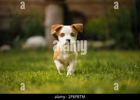 Playing with Cute Puppy Stock Photo