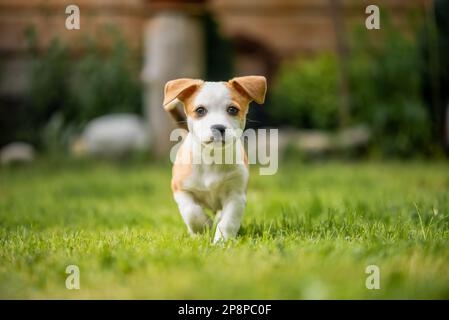 Playing with Cute Puppy Stock Photo