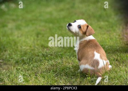 Playing with Cute Puppy Stock Photo