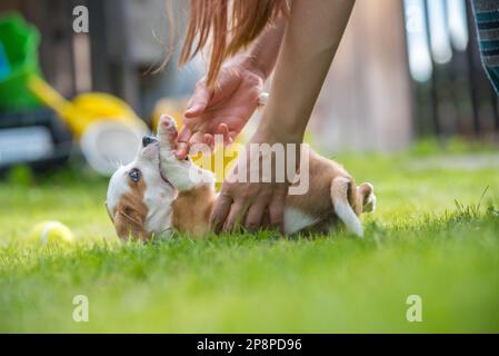 Playing with Cute Puppy Stock Photo