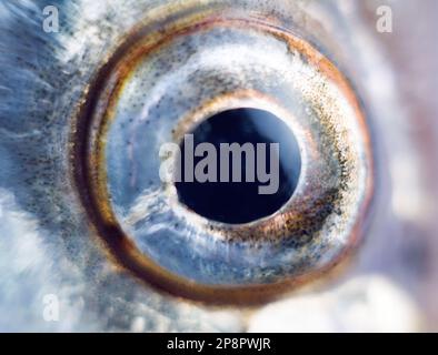 Anatomy of fish. The Sabrefish (Pelecus cultratus) eye close-up Stock ...