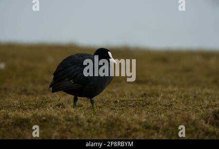 Coot on the bank Stock Photo