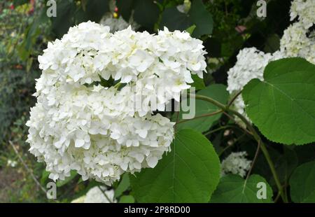 Tree hydrangea is blooming in the garden Stock Photo