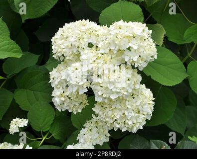 Tree hydrangea is blooming in the garden Stock Photo