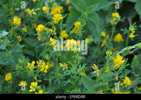 Alfalfa sickle (Medicago falcata) blooms in nature Stock Photo