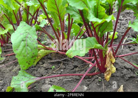 Red table beet grows in open organic soil Stock Photo