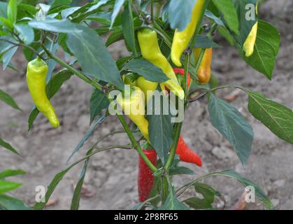 In the open ground sweet pepper grows Stock Photo
