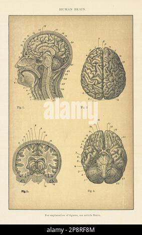 Vintage anatomy print of the human brain depicting the nerves and ...