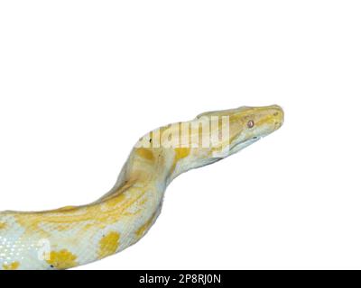 Indian rock python isolated on white background Stock Photo