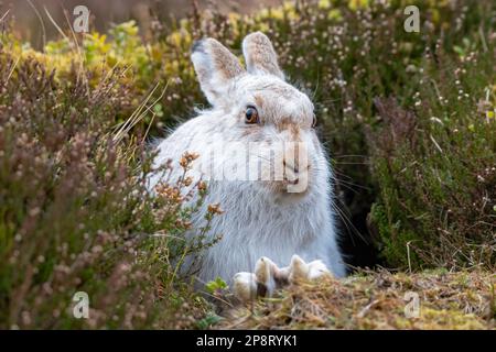 Mountain Hare in the heather, Cairngorm Mountains, Scotland Stock Photo