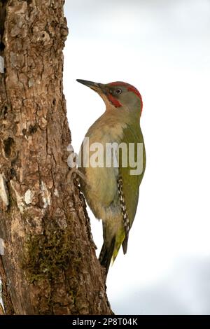 Green woodpecker male on a very cold and snowing day with the first light of day in an oak forest Stock Photo