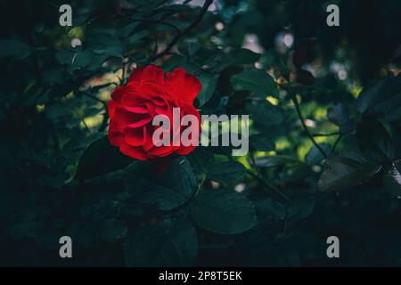 Dark red rose. Brillant Korsar. Dark green leaves. Stock Photo