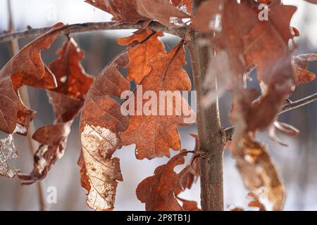 Close-up of dry oak leaves on tree during winter Stock Photo