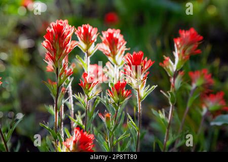 A vibrant garden scene featuring an abundance of red castillejas Stock Photo