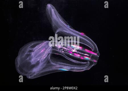 Sea walnut jellyfish, 2 shot Stock Photo