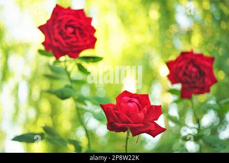 Three red roses bush grow in sunny summer garden. Stock Photo