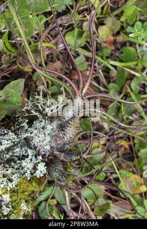 Bromeliad pseudobulbs Stock Photo