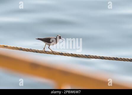 Spotted Sandpiper (Actitis macularia) by the river at Sumidero Gorge, Chiapas State, Mexico Stock Photo
